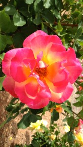 Cochise Campus Flower