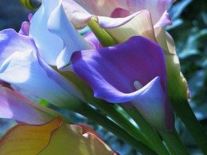 Calla Lilies